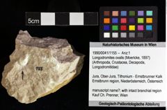 Foto (Objket + Etiketten) von Longodromites ovalis (Moericke, 1897) 